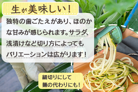 【産地直送】中神農園の ズッキーニ 約2kg (10～12本) 【期間限定：11月下旬～5月下旬発送】野菜 夏 やさい 煮る 炒める 生食 ミネラル ビタミンC ずっきーに 新鮮 甘み 酸味 用途多様