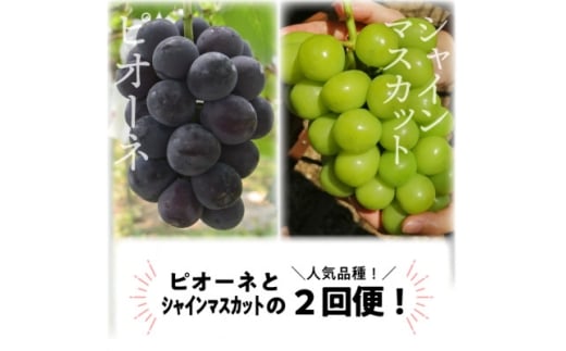 ＜発送月固定定期便＞＜2026年先行予約＞ピオーネとシャインマスカットの大2房が届く(岡山産)全2回【4067477】