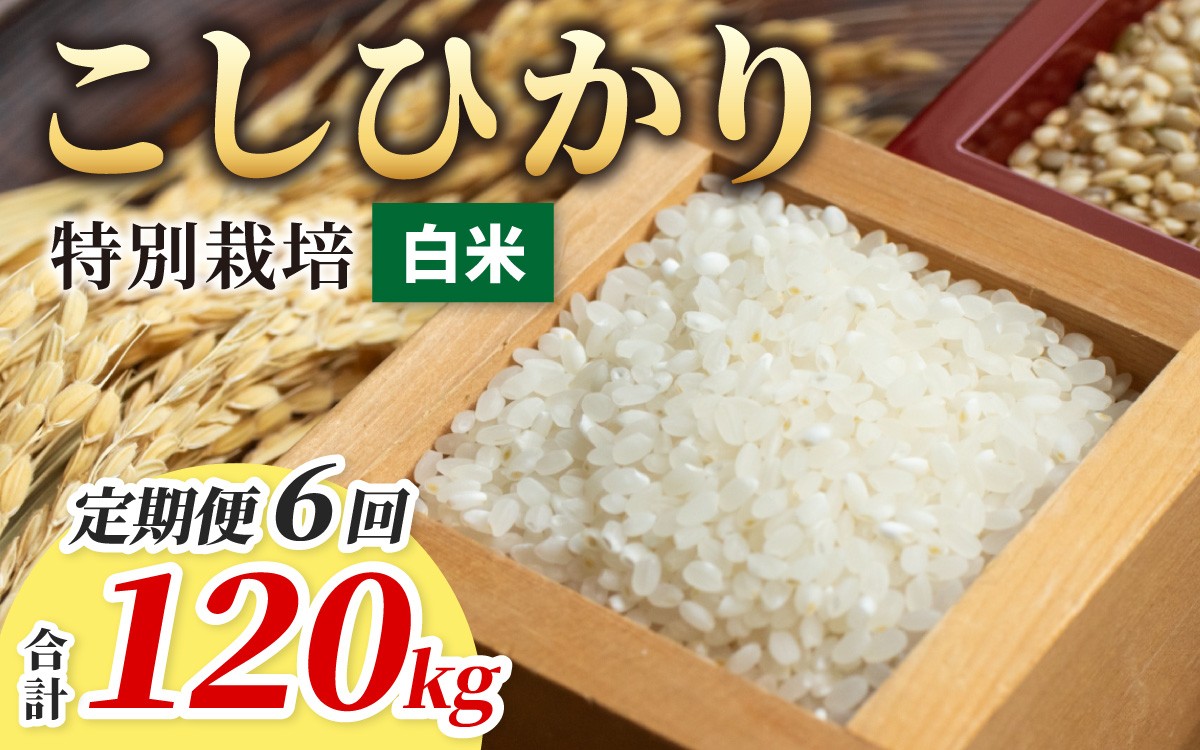 
                  【令和7年産】【6ヶ月定期便】こしひかり 20kg × 6回 計 120kg【白米】減農薬・減化学肥料 「特別栽培米」－地球にやさしいお米－
                
