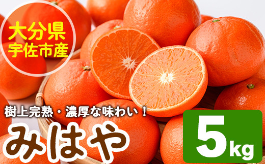 
                  ＜先行予約受付中！2027年1月中旬から2月中旬の間に順次発送予定＞みはや(約5kg)ハウス 樹成 完熟みかん 蜜柑 柑橘 かんきつ フルーツ 果物 くだもの【111600100】【永木農園】
                