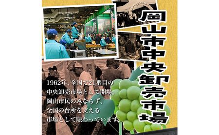 桃 もも 白桃 岡山県産 白桃 6玉(1.6kg以上)[2024年先行予約]  株式会社山博 (中本青果)《2024年7月上旬-8月上旬頃より発送予定》岡山県 浅口市 桃 もも フルーツ 旬 果物 国