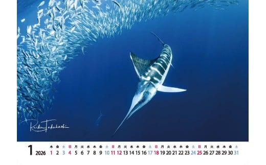 2026年度卓上カレンダー 高橋怜子  海の絶景 水中写真家 写真集 海の絶景 ナショナルジオグラフィック 総合グランプリ受賞  写真 インテリア アート 写真家 インテリア Reiko Takahashi photography 海 写真作品 水中 世界 海洋 写真ギフト プレゼント 岩手県 北上市 C0465