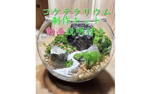 コケテラリウム制作キット 直径15cm 動画説明付き〈コケ 苔 こけ 植物 初心者 インテリア 手作り セット キッド 雑貨 日用品〉S2702