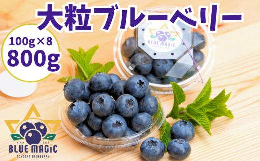 大粒ブルーベリー 800 ｇ（100g×8パック） 生 フレッシュ ブルーベリー 大粒 特大 フルーツ 果物 くだもの ジャム ヨーグルト チーズケーキ クレープ ロールケーキ タルト お菓子 トッピング 国産 お取り寄せ グルメ デザート 送料無料 銚子産 千葉県 銚子市 AGRIMOVADO アグリモバード