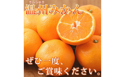 【先行予約】紀州有田産 濃厚完熟 温州みかん 5kg ※2026年11月下旬～2027年1月下旬頃に順次発送予定 / みかん ミカン 蜜柑 温州みかん 柑橘 フルーツ 果物 くだもの 和歌山【uot0