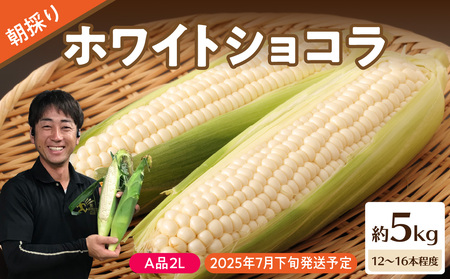 《先行受付》朝採りホワイトショコラ約5kg・A品L・12～16本程度 【2025年7月下旬頃～発送予定】 【山形とうもろこし・大江町産・明石農園】 027-004