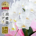 【ふるさと納税】胡蝶蘭 ミディ 中村洋ラン 白色 3本立ち (25輪～30輪) 陶器鉢寄せ植え ギフト 鉢花 蘭 プレゼント 洋ラン 生花 お花 花 お祝い 開店祝い 母の日 開店 新築祝い 記念日 贈り物 【渥美半島たはらブランド】 田原市 お供え