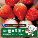 【ふるさと納税】産地直送!!栃木県遠井農園の美味しいスカイベリー【290g×4パック(2箱)】【配送不可地域：離島】【1518943】