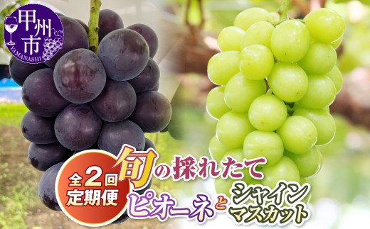 【定期便】旬の採れたて2回定期便（ピオーネ・シャインマスカット）【2026年発送】（HO）B19-411