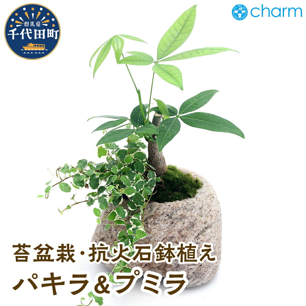 【ふるさと納税】苔盆栽 パキラ&プミラ 抗火石鉢植え Mサイズ（1鉢）【観葉植物】群馬県 千代田町 インテリア ナチュラル 自然 リラクゼーション 室内栽培 プレゼント 送料無料 趣味 緑 人気 オススメ 発財樹 初心者 玄関 リビング 株式会社チャーム