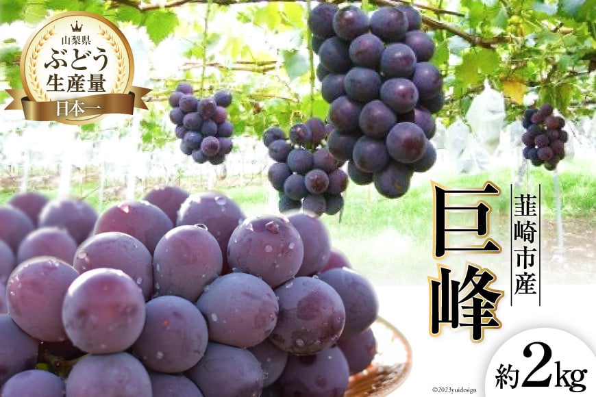 
            【2026年発送】ぶどう 先行受付 巨峰 約 2kg 山梨 やまなし ブドウ 葡萄 果物 くだもの フルーツ 2キロ 期間限定 季節限定 産地直送 JA 梨北 厳選 契約農家 山梨 山梨県産 新鮮 贈答 ギフト [梨北農業協同組合 山梨県 韮崎市 20743007]
          