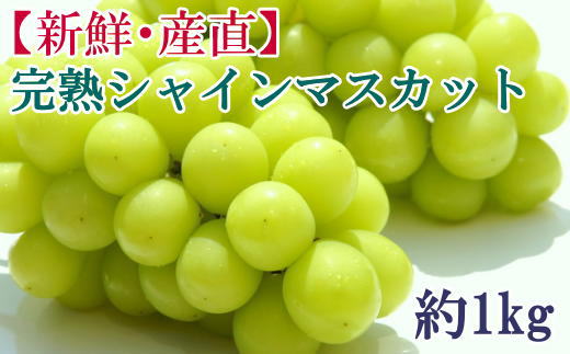 【先行予約】和歌山県産完熟シャインマスカット約1kg【2026年度発送分】 ※2026年9月上旬～2026年9下旬頃に順次発送 ※北海道・沖縄・離島配送不可 【tecj1038】