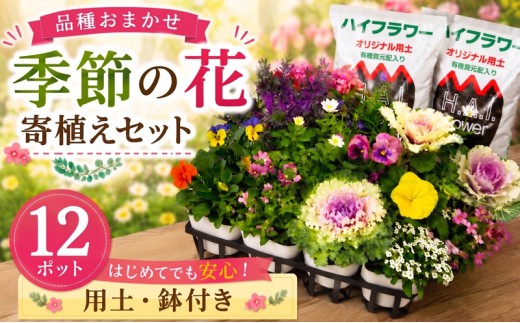 品種 おまかせ 12ポット 季節のお花  花 ガーデニング 簡単 園芸 花苗 お花 寄植え 鉢花 鉢植え 鉢あり 土あり セット ミックス 母の日 敬老の日 プレゼント ギフト 庭 植物 ハイフラワー 埼玉県 羽生市