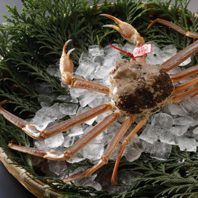 ふるさと納税 智頭町 【先行予約】鳥取県産 タグ付き 活 松葉がに 500g×3杯(中村商店)2026年1月末より順次発送