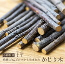 【ふるさと納税】小動物用 かじり木 飛騨のりんごの木 農薬散布前 うさぎ ハムスター [Q1981x]10000円 1万円