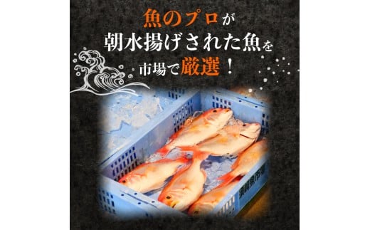 【魚屋のプロが厳選！】 鮮魚 BOX 4kg 4kg