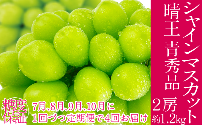 2026年予約受付中 シャインマスカット 晴王 7月8月9月10月に1回づつ出荷  4回 定期便 2房 約1.2kg  人気 岡山県産 種無し 皮ごと食べる みずみずしい  フレッシュ 晴れの国 おかやま 果物大国 ハレノフルーツ