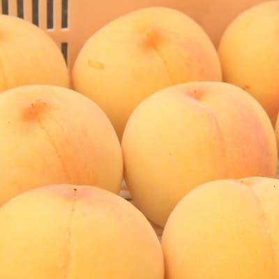 山梨市産　黄金桃　約2kg(5～8玉)【配送不可地域：離島】