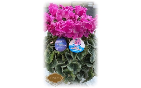 【先行予約】シクラメン パープル系フリンジ 5号鉢 花ギフト 根本園芸 | 福島県 南相馬市 農林水産大臣賞