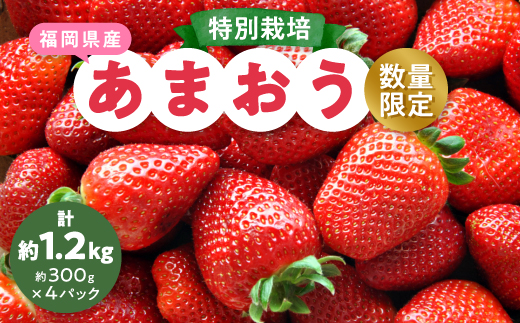 【数量限定】特別栽培あまおう約300g×4パック(約1,200g)【2024年12月より順次発送】【配送不可地域：離島】