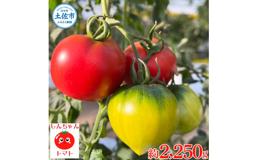 糖度9度以上 フルーツトマト しんちゃんトマト 750g×3箱 合計約2.25kｇ (小 - 大玉サイズ 10 - 20個×3箱)