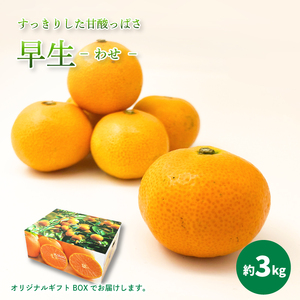 【先行予約】【 2025年11月中旬から発送予定 】 温州みかん 「 早生 」＜ 秀品 ＞ 約3kg　【 ギフトBOX 入り 】【KK3031】