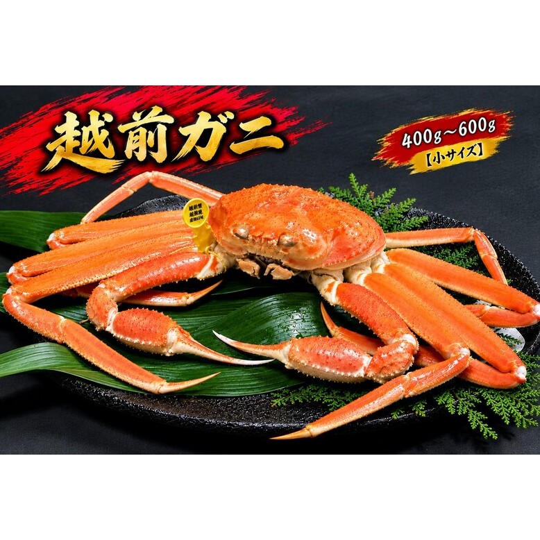 【12月出荷】かに 越前ガニ 400g～600g 1杯 【小サイズ】ボイル  茹で 越前がに 越前かに ずわいがに ズワイガニ カニ 姿  蟹鍋 献上ガニ 産地直送 お歳暮 福井県おおい町 ギフト