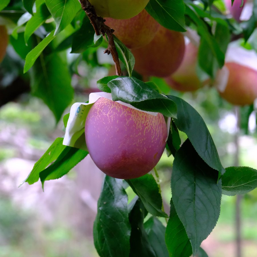 ＜Bonchi＞貴陽 1kg(6~8個入)