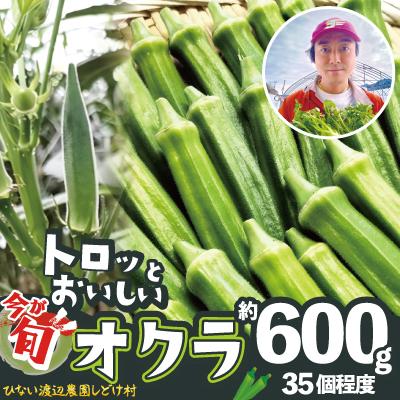 ふるさと納税 大館市 トロッとおいしいオクラ&lt;約600g&gt;