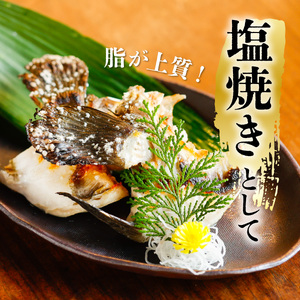 クエ 活き締め 4.5～6kg 本クエ くえ アラ 鮮魚 クエ鍋 高級 高級魚 産地直送 冷蔵 養殖 国産 九絵