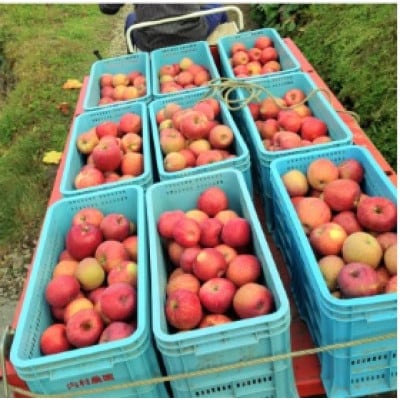 岩手県岩泉町産より直送! サンふじ(3キロ)