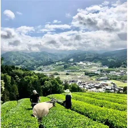 レストラン・ホテルの料理長やソムリエに選ばれる高級ボトリングティー6本 | Wazuka Green【配送不可地域：離島】【1651778】