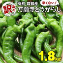 【ふるさと納税】 訳あり 万願寺とうがらし 1.8kg （ 900g ×2 ） 京野菜 辛くない 万願寺とうがらし 野菜 とうがらし 万願寺 新鮮 産地直送 農家直送 箱入り 京都 舞鶴 嵯峨根農園