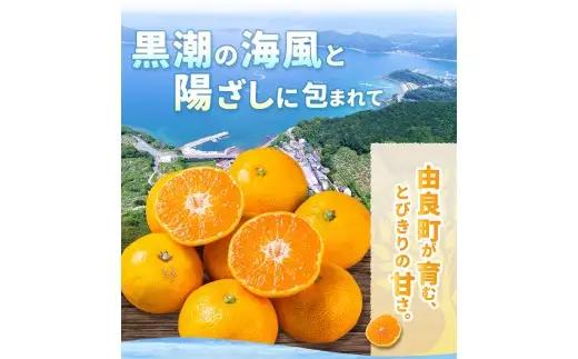 温州みかん 10kg 2S～2Lサイズ混合 12月発送 /  温州 みかん 和歌山 由良  甘い フルーツ 人気 正月 農家直送 ※2026年12月上旬頃～12月下旬頃に順次発送予定【nktn004-