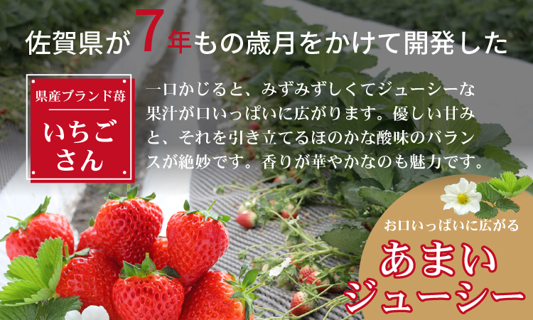 【先行予約】不揃い粒のいちごさん480ｇ（240g×2P）江島農園 苺 いちご イチゴ 農家 直送品 果物 くだもの フルーツ 人気 ランキング  高評価