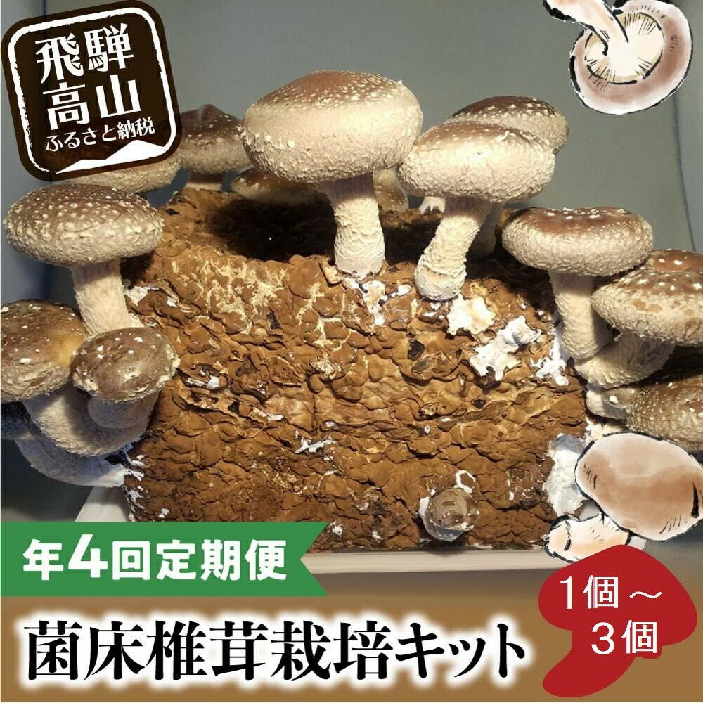 【ふるさと納税】【発送開始月が選べる】 定期便 菌床椎茸栽培キット 1～3個 ×全4回（11月開始/2月開始） | しいたけ シイタケ 椎茸 栽培キット きのこ 栽培 菌床 しいたけ菌 椎茸菌 栽培ブロック 採れたて とれたて 夏休み 自由研究 園芸 食育 飛騨高山きのこの里 GK100MP