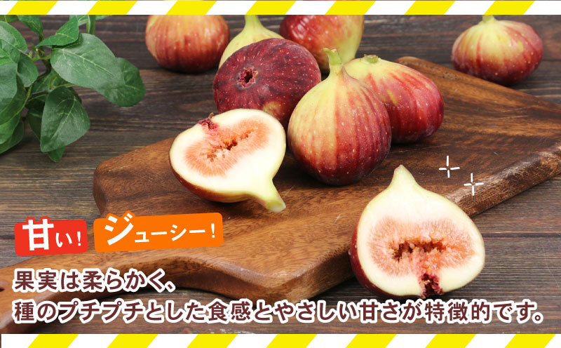 訳あり いちじく 1 ～ 1.2kg 南予ファーム 先行予約 訳有り イチジク わけあり 無花果 果物 くだもの フルーツ 果実 プチプチ 食感 甘い お菓子 スイーツ 作り ジャム スムージー デザ