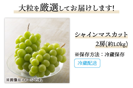 【先行予約】減農薬にこだわった新鮮で安心な川合農園大人気のシャインマスカット2房 約1.0kg【2026年9月上旬以降順次発送予定】【マスカット ブドウ ぶどう 葡萄 果物 くだもの フルーツ 果実 
