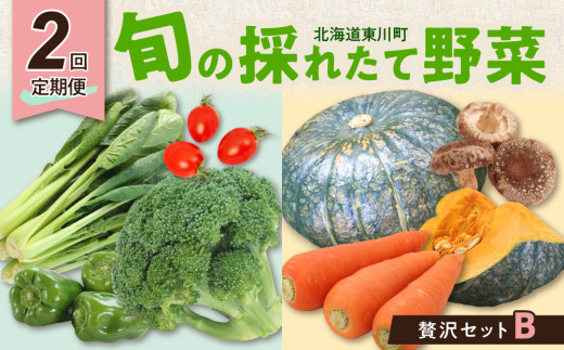 【2回定期便】旬の採れたて野菜「贅沢セットB」