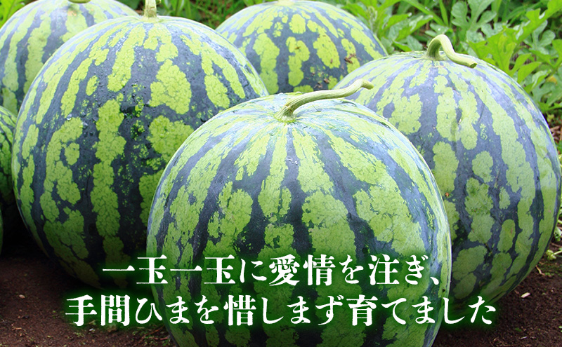 【2025年8月より順次発送】ふらの山部の超大玉絶品スイカ『マドンナスイカ』 3L～4L 1玉（坂口農産）マドンナ 富良野 北海道産 甘い 糖度 フルーツ 果物 お取り寄せ 夏ギフト おすすめ 人気ラ