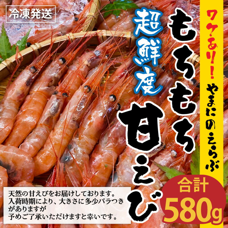 【ふるさと納税】【先行予約】 高評価★4.92 【訳あり】 坂井市産 福井県産 とれたて三国港 やまにの選ぶ もちもち甘えび 580g / 1kg 【2025年4月より順次発送予定】【坂井市産 福井県産 国産 海老 アマエビ 甘海老 殻付き わけあり ワケアリ 冷凍便】