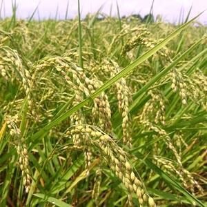 2024年産 福島県鏡石町産 和田農園「コシヒカリ」精米 4kg（2kg×2袋） 米 コメ こめ  F6Q-182