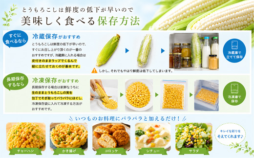 【令和9年産予約受付！】とうもろこし（ほしつぶコーン）黄色 12本 黒木農場