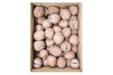 【先行予約】殻つきクルミ 約1㎏｜2025年11月中旬～2026年3月下旬発送｜くるみ 国産 愛媛県 西条市