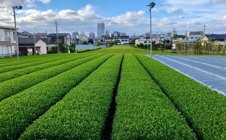 狭山茶 緑茶ティーバッグ 3袋セット | 狭山茶 お茶 大和園油屋製茶所