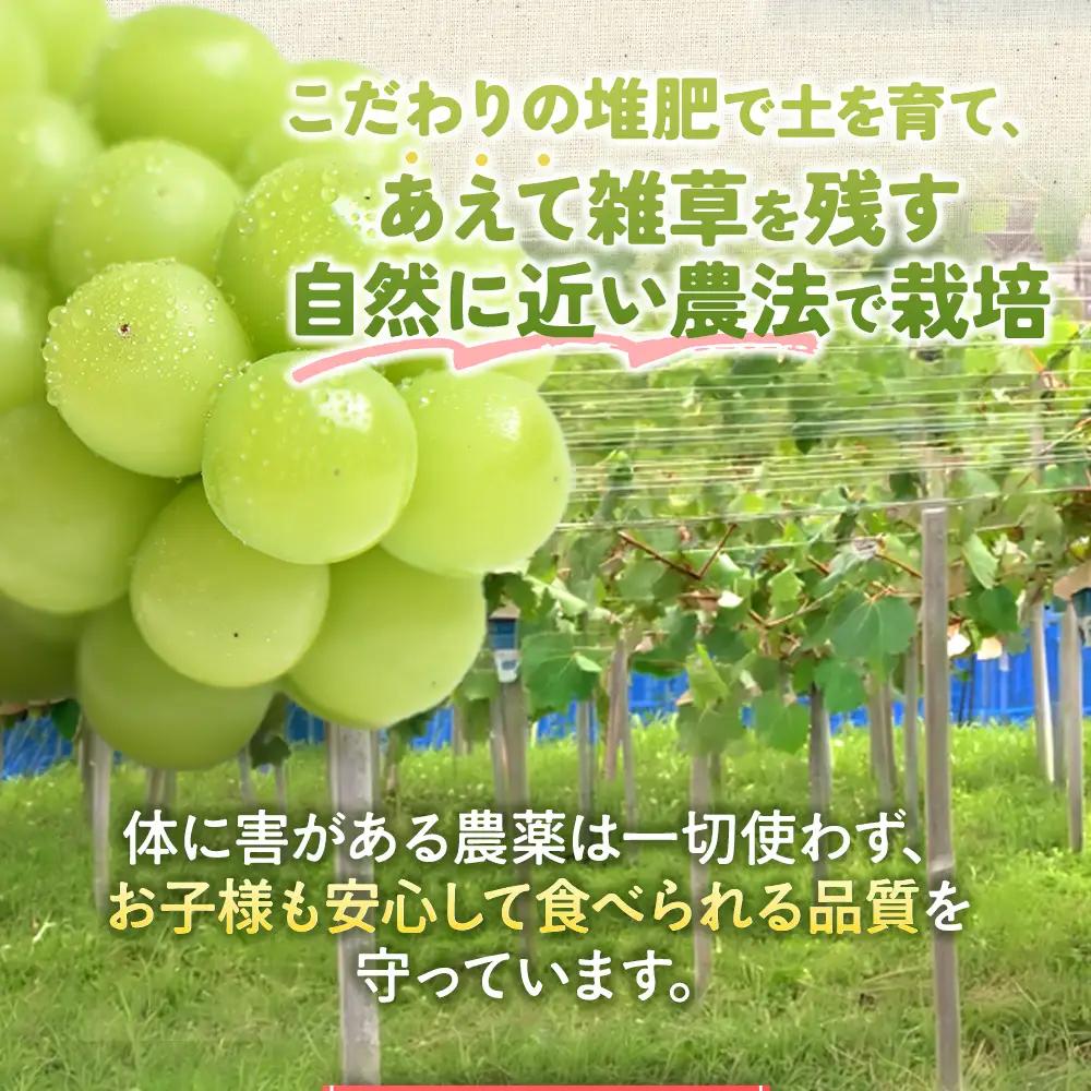 【先行予約】定期便　樹上完熟シャインマスカット（特別栽培）2.4㎏／4房　3回