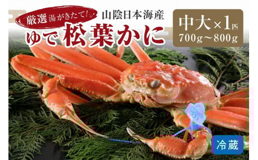 かに卸問屋がお届け・自社釜ゆで！山陰沖ゆで松葉がに 700ｇ～800ｇ 中大サイズ（1月～3月発送）／北畿水産 松葉ガニ 松葉蟹 松葉がに 松葉かに ズワイガニ ボイル カニ 姿 ゆでかに　HK00240