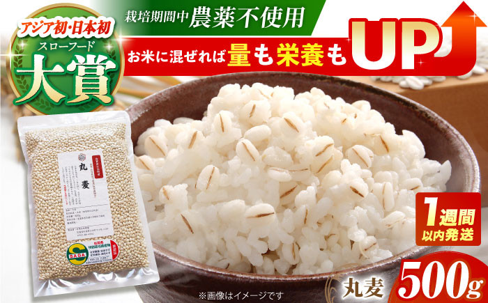 
【栽培期間中農薬不使用】丸麦 500g＜1等麦使用＞江北町産 サチホゴールデン【葦農】[HAJ012]

