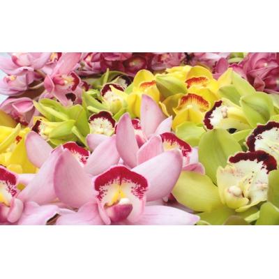 ふるさと納税 越知町 洋らん シンビジューム「切り花ミックス」(大)