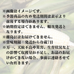 ホワイトコーン 約2.5kg